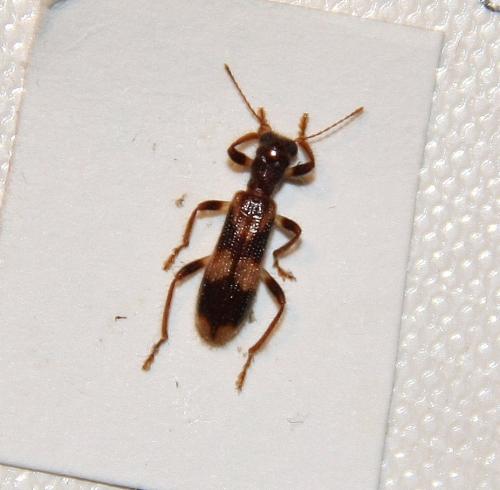 Opilo mollis